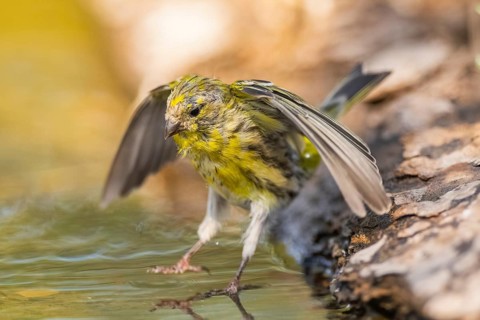 European serin (Serinus serinus) male flying at a water pool, Pinos, Solsona, Catalonia, Spain