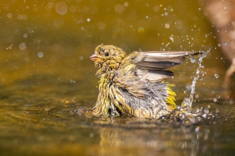 European serin (Serinus serinus) female bathing in a water pool, Pinos, Solsona, Catalonia, Spain