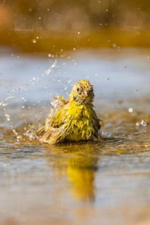 European serin (Serinus serinus) female bathing in a water pool, Pinos, Solsona, Catalonia, Spain
