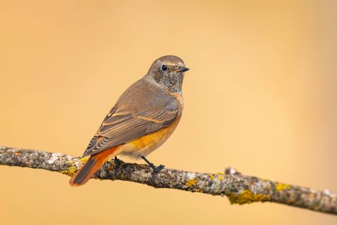 Common redstart (Phoenicurus phoenicurus) male sitting on a tree branch in a forest, Pinos,