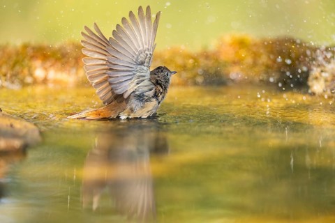 Common redstart (Phoenicurus phoenicurus) female bathing at a water pool, Pinos, Solsona,