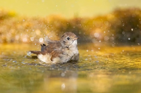 Common redstart (Phoenicurus phoenicurus) female bathing at a water pool, Pinos, Solsona,