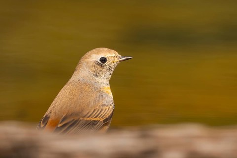 Common redstart (Phoenicurus phoenicurus) male at a water pool, Pinos, Solsona, Catalonia, Spain