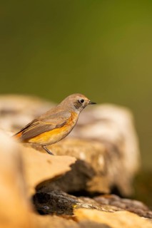 Common redstart (Phoenicurus phoenicurus) male sitting on a rock, Pinos, Solsona, Catalonia, Spain