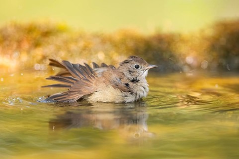 Common redstart (Phoenicurus phoenicurus) female bathing at a water pool, Pinos, Solsona,