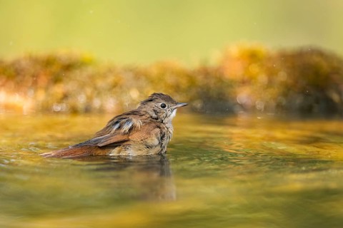 Common redstart (Phoenicurus phoenicurus) female bathing at a water pool, Pinos, Solsona,