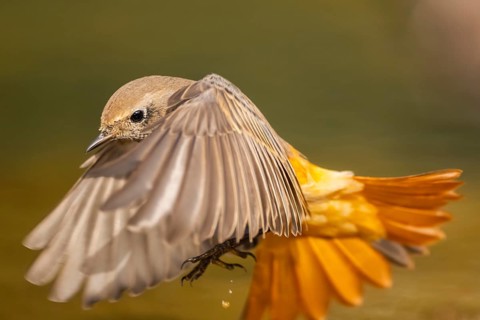 Common redstart (Phoenicurus phoenicurus) male in flight, Pinos, Solsona, Catalonia, Spain