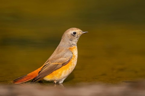 Common redstart (Phoenicurus phoenicurus) male bathing at a water pool, Pinos, Solsona, Catalonia,
