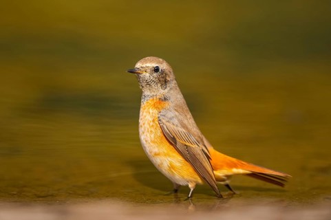 Common redstart (Phoenicurus phoenicurus) male bathing at a water pool, Pinos, Solsona, Catalonia,