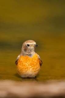 Common redstart (Phoenicurus phoenicurus) male bathing at a water pool, Pinos, Solsona, Catalonia,