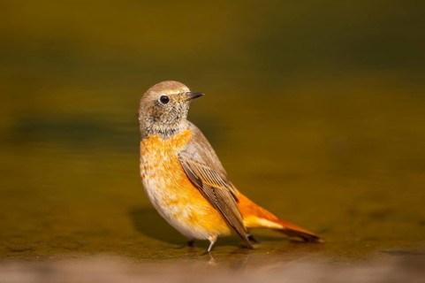 Common redstart (Phoenicurus phoenicurus) male bathing at a water pool, Pinos, Solsona, Catalonia,