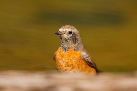 Common redstart (Phoenicurus phoenicurus) male at a water pool, Pinos, Solsona, Catalonia, Spain