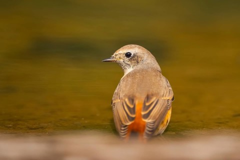 Common redstart (Phoenicurus phoenicurus) male at a water pool, Pinos, Solsona, Catalonia, Spain