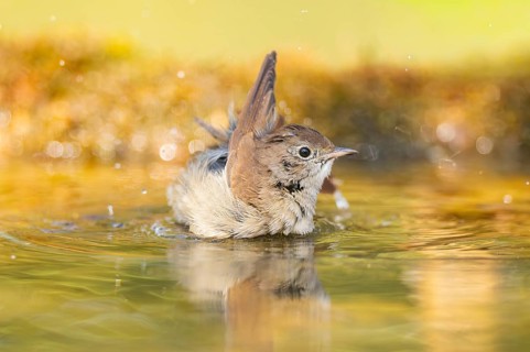 Common redstart (Phoenicurus phoenicurus) female bathing at a water pool, Pinos, Solsona,