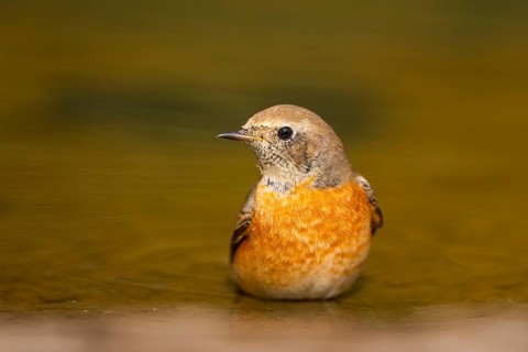 Common redstart (Phoenicurus phoenicurus) male bathing at a water pool, Pinos, Solsona, Catalonia,