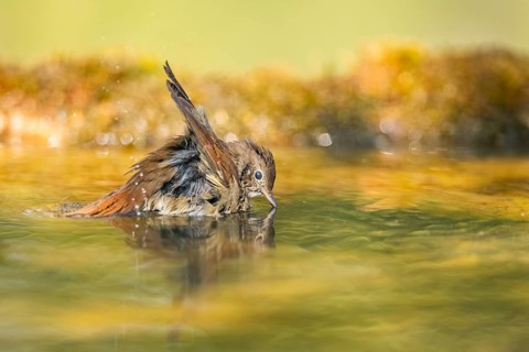 Common redstart (Phoenicurus phoenicurus) female bathing at a water pool, Pinos, Solsona,