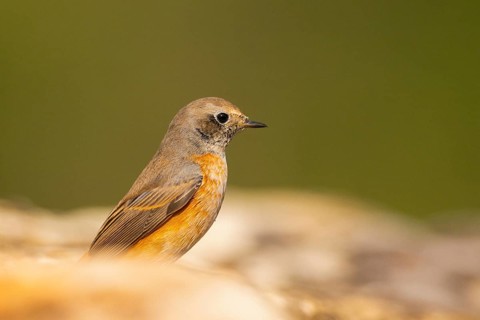 Common redstart (Phoenicurus phoenicurus) male sitting on a rock, Pinos, Solsona, Catalonia, Spain