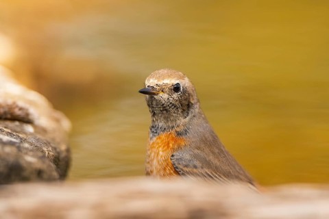 Common redstart (Phoenicurus phoenicurus) male at a water pool, Pinos, Solsona, Catalonia, Spain