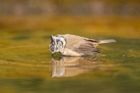 Crested tit (Parus cristatus) taking a bath in a water pool, Pinos, Solsona, Catalonia, Spain