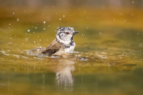 Crested tit (Parus cristatus) taking a bath in a water pool, Pinos, Solsona, Catalonia, Spain