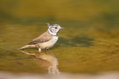 Crested tit (Parus cristatus) taking a bath in a water pool, Pinos, Solsona, Catalonia, Spain