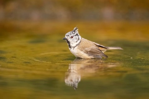 Crested tit (Parus cristatus) taking a bath in a water pool, Pinos, Solsona, Catalonia, Spain