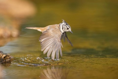 Crested tit (Parus cristatus) taking a bath in a water pool in flight, Pinos, Solsona, Catalonia,