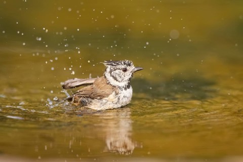 Crested tit (Parus cristatus) taking a bath in a water pool, Pinos, Solsona, Catalonia, Spain