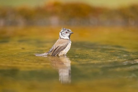 Crested tit (Parus cristatus) taking a bath in a water pool, Pinos, Solsona, Catalonia, Spain