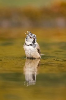 Crested tit (Parus cristatus) taking a bath in a water pool, Pinos, Solsona, Catalonia, Spain