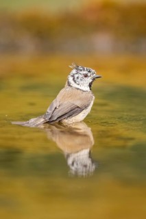 Crested tit (Parus cristatus) taking a bath in a water pool, Pinos, Solsona, Catalonia, Spain