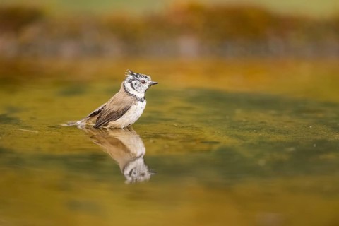 Crested tit (Parus cristatus) taking a bath in a water pool, Pinos, Solsona, Catalonia, Spain