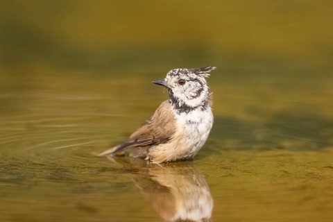 Crested tit (Parus cristatus) taking a bath in a water pool, Pinos, Solsona, Catalonia, Spain