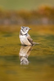 Crested tit (Parus cristatus) taking a bath in a water pool, Pinos, Solsona, Catalonia, Spain