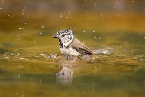 Crested tit (Parus cristatus) taking a bath in a water pool, Pinos, Solsona, Catalonia, Spain
