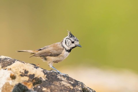 Crested tit (Parus cristatus) sitting on a rock, Pinos, Solsona, Catalonia, Spain