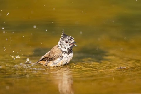 Crested tit (Parus cristatus) taking a bath in a water pool, Pinos, Solsona, Catalonia, Spain