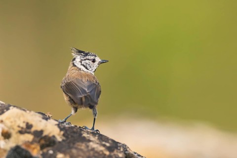 Crested tit (Parus cristatus) sitting on a rock, Pinos, Solsona, Catalonia, Spain