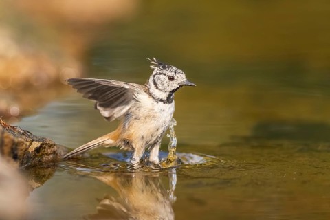 Crested tit (Parus cristatus) taking a bath in a water pool in flight, Pinos, Solsona, Catalonia,