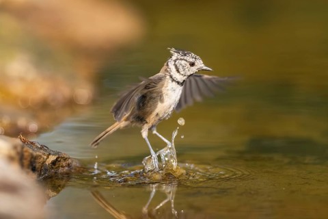 Crested tit (Parus cristatus) taking a bath in a water pool in flight, Pinos, Solsona, Catalonia,