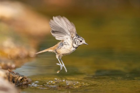 Crested tit (Parus cristatus) taking a bath in a water pool in flight, Pinos, Solsona, Catalonia,