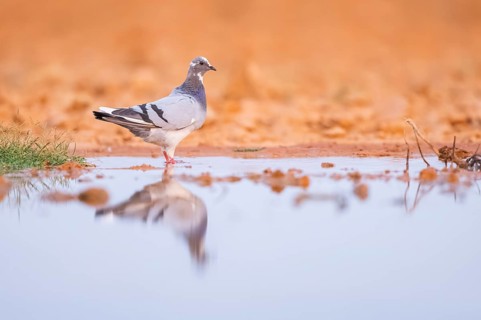 Rock dove (Columba livia) on a farmers field at a water pool, Belchite, Aragon, Saragossa, Spain
