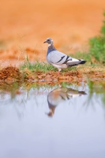 Rock dove (Columba livia) on a farmers field at a water pool, Belchite, Aragon, Saragossa, Spain