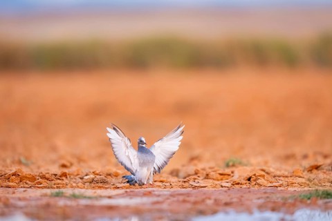 Rock dove (Columba livia) flying on a farmers field, Belchite, Aragon, Saragossa, Spain