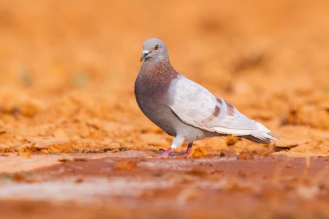 Rock dove (Columba livia) on a farmers field, Belchite, Aragon, Saragossa, Spain