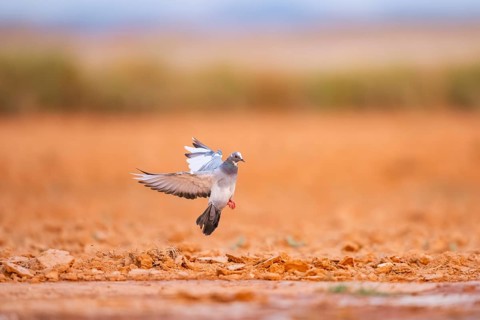 Rock dove (Columba livia) flying on a farmers field, Belchite, Aragon, Saragossa, Spain