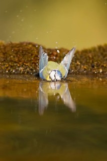 Blue tit (Cyanistes caeruleus) bathing in a water pool, Pinos, Solsona, Catalonia, Spain