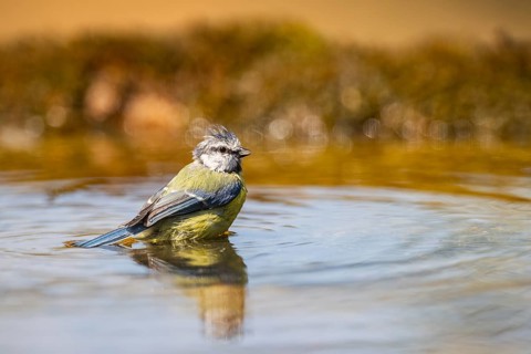 Blue tit (Cyanistes caeruleus) at a water pool, Pinos, Solsona, Catalonia, Spain