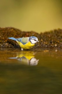 Blue tit (Cyanistes caeruleus) at a water pool, Pinos, Solsona, Catalonia, Spain