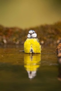Blue tit (Cyanistes caeruleus) at a water pool, Pinos, Solsona, Catalonia, Spain